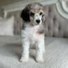 Premium Mini Moyen AKC Standard Poodles Beckley WV