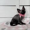 Devon Rex Female in Florida