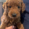 F1 Mini Goldendoodle