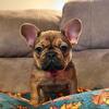 AKC French Bulldog pups