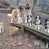 Hybrid Puppies