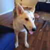 Husky needs a New Home Asap