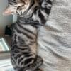 Bengal kittens for adoption 