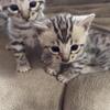 Exotic Savannah kittens Available dark bold spots