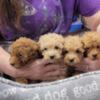 Toy poodle puppies, AKC, shades of red litter. M & F 