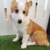 Corgi puppy female