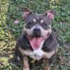 American bully name, Luna Luciano for sale