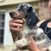 Merle male dachshund puppy