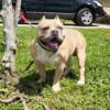 Exotic American Bully Male