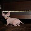 Blue Eyed Male Sphynx Kittens