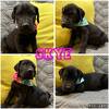 AKC Great Dane pups