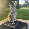 Purebred TICA registered Maine Coon kittens 