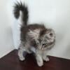 Silver Tabby Male TICA Maine Coon