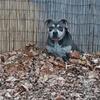 Tri Color  American Bully Razor / Gotti Pocket