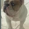 French bulldog Stud- pupback