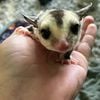 Hand raised female sugar glider!