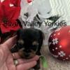 Akc Yorkies, Traditionals and Partis boys