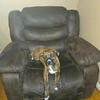 Loving Pit Need to Re-Home