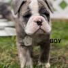 Olde English Bulldogge Puppies.