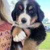 Bernese mountain dog Puppies