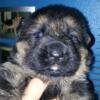 CKC,WUSV,FCI Reg. German Shepherd puppies for Sale(On Parle Le Francais)