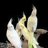 Hand Raised Baby Cockatiels in Paynesville MN (sexed) Albino, Lutino and others!