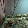 Bearded dragon