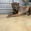 Cane Corso Male Available