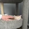 1 Maine Coon Kitten Remaining