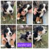 Bernese mountain dog puppies