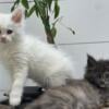 Tica registered female Maine coon kitten