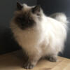 Blue Point Himalayan female 1 year old