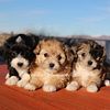 Toy Aussiedoodle Puppies available!