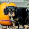 7 week old King Charles spaniel boy