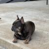 4yr old neutered French Bulldog looking for a great home.