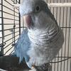 Quaker