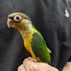 Green Cheek Conures For Sale