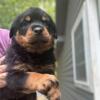 Purebred Rottweiler Puppies