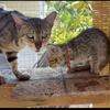 WE ARE REHOMING 3 EXOTIC F5 SAVANNAH BREEDING QUEENS