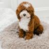 Toy poodle stud not for sale