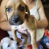 Boxer/coonhound mix