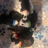 AKC Boston Terrier Puppies