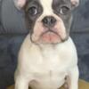 Small Female Frenchie  #9802262523