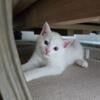 Ragamese Kittens Ragdoll Siamese Mix