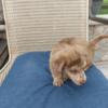 Male Long Hair Dachshund Puppy