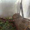 Ball python for Rehoming