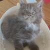 Mainecoon kittens for sale