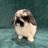 Holland Lops For Adoption