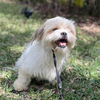 Male Shih tzu