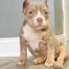 Lilac tri American bully female